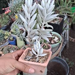 Fuzzy Succulent Plant 