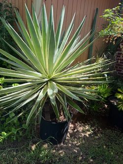 Agave sisalana
