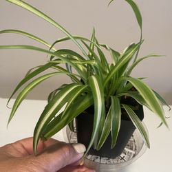 Spider variety plants in starter pot