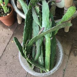Rare Succulents Pear Cactus