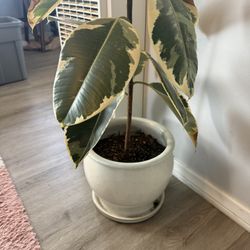 Beautiful Plant With Pot! 