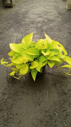 Neon Pathos - 1 Gallon