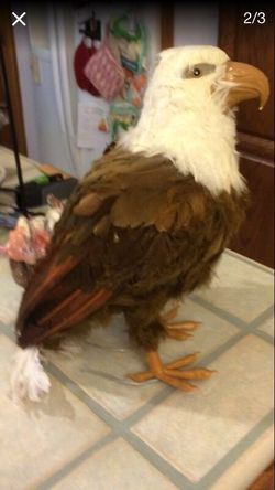 Hard shelled feathered eagle.