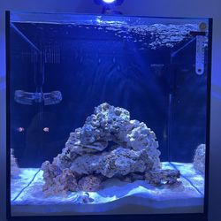 Salt Water Fish Tank/ Live Rock
