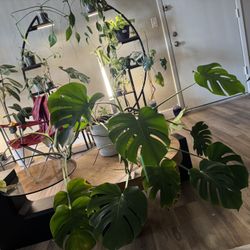 Tropical House Plants For Sale 