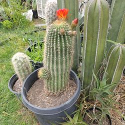 Blooming Cactus Plant