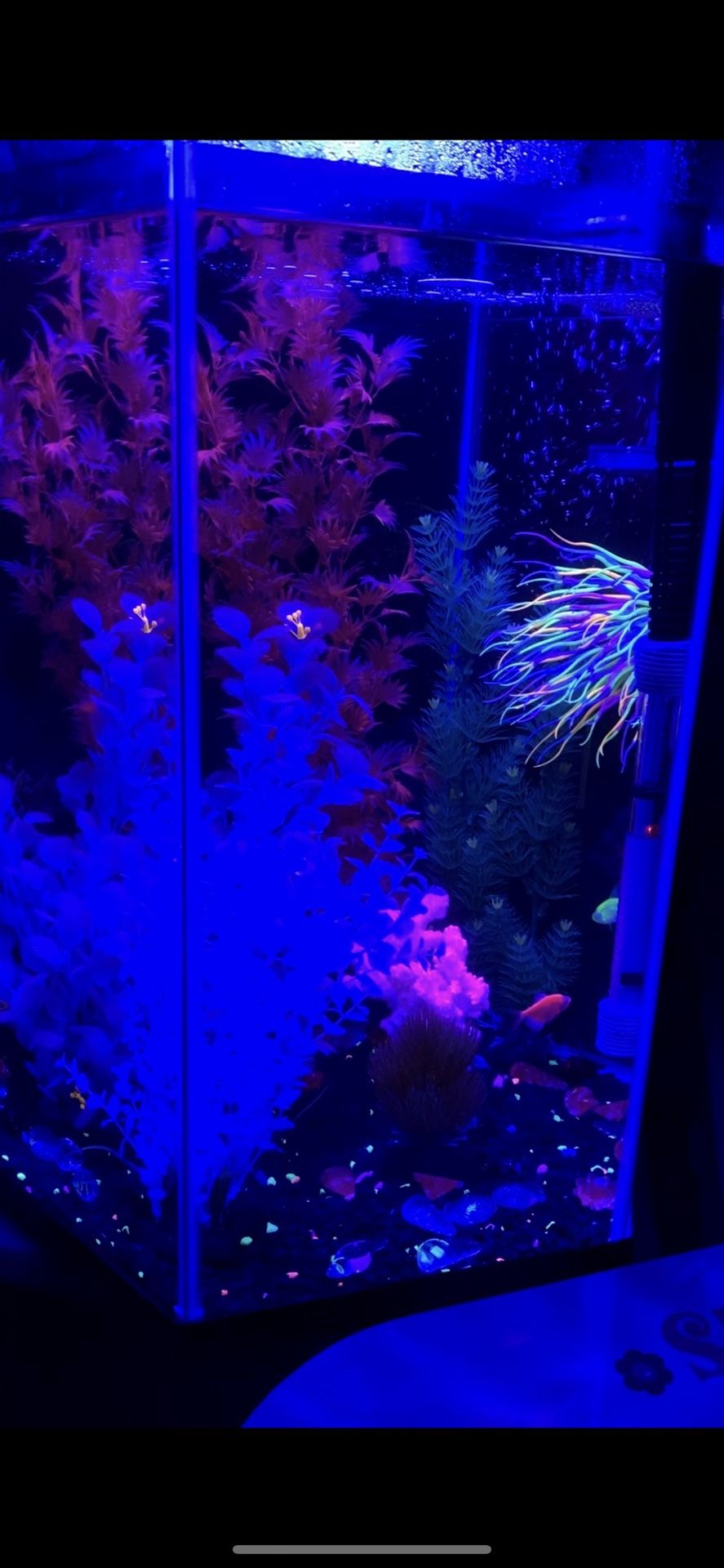 Used Top Fin Hexagon Aquarium 20 Gallon