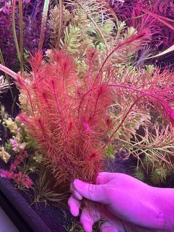 Rotala butterfly mini & Rotala bossii