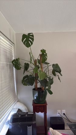 Monstera plant