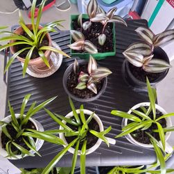 $3 Starter Plants Wandering Dude & Spider