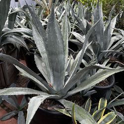 agave plants 