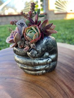 Mother’s day Succulent arrangement
