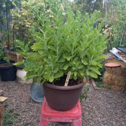 Autumn Joy Plant
