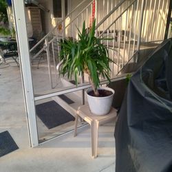 Great Single Bush Type Plant