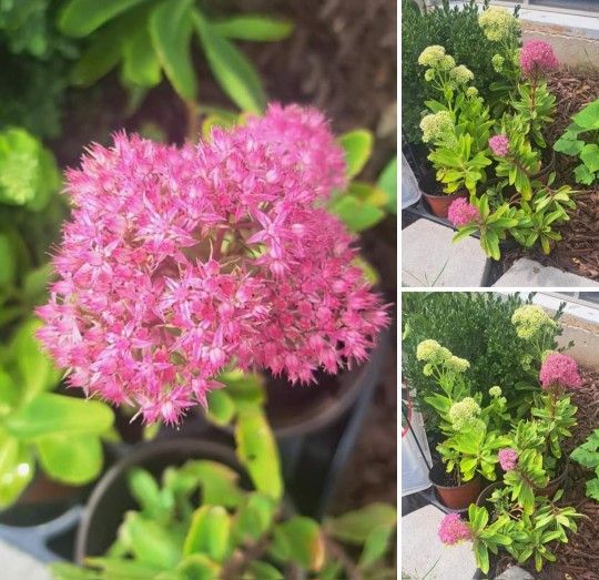 Autumn Joy Sedium Perennial Plants 