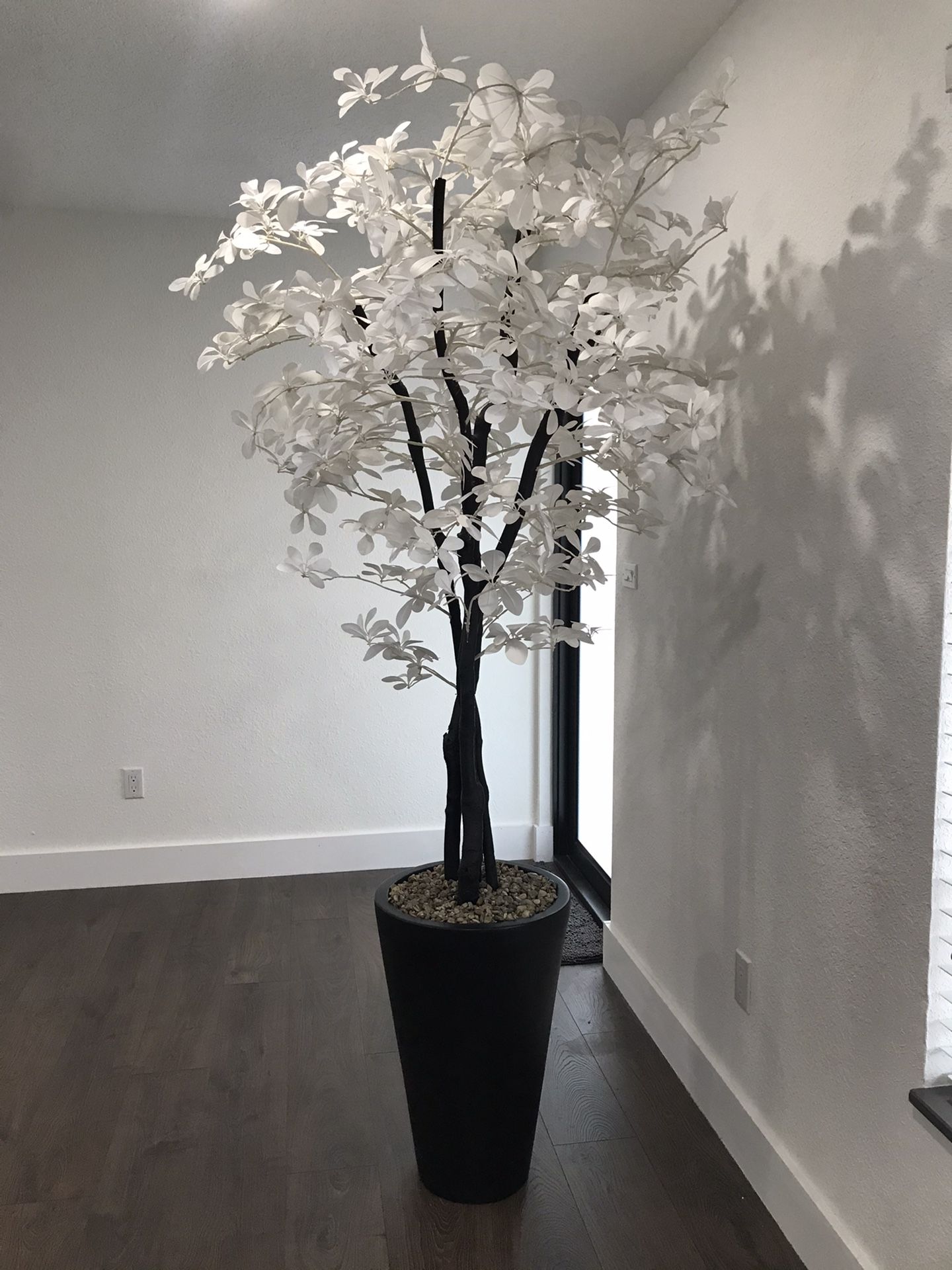 Decorative Plant