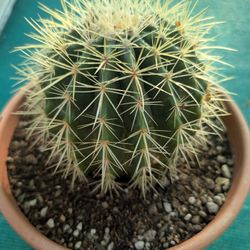 Golden Barrel Cactus 10"