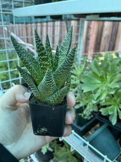 2’ Succulents 