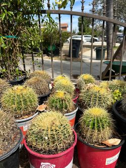 Cactus ‘Barrel’