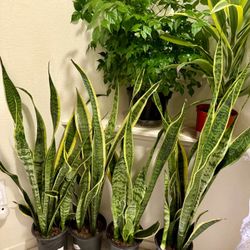 ♥️BEST PLANT ON PLANET♥️Snake Plants In 7” pot 36” to 40”tall
