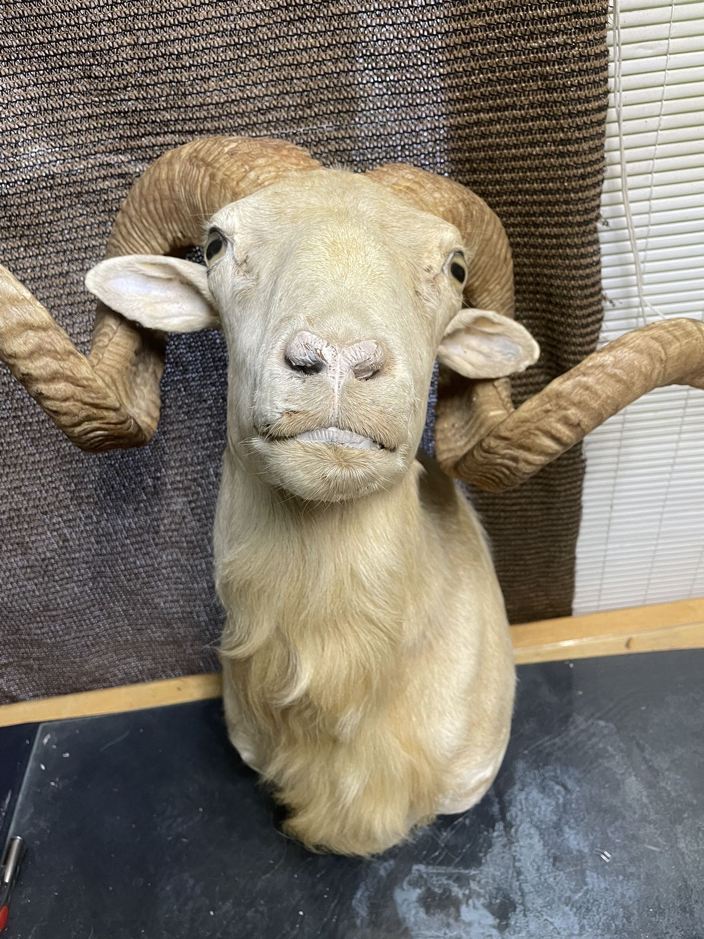 Dall Bighorn Ram Shoulder Mount