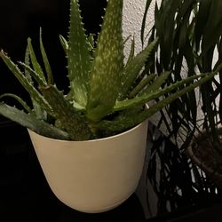 Plant Aloe Vera 🪴 🌺