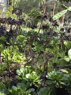 Herbs, Succulants, Cactus, Firewood And Plants