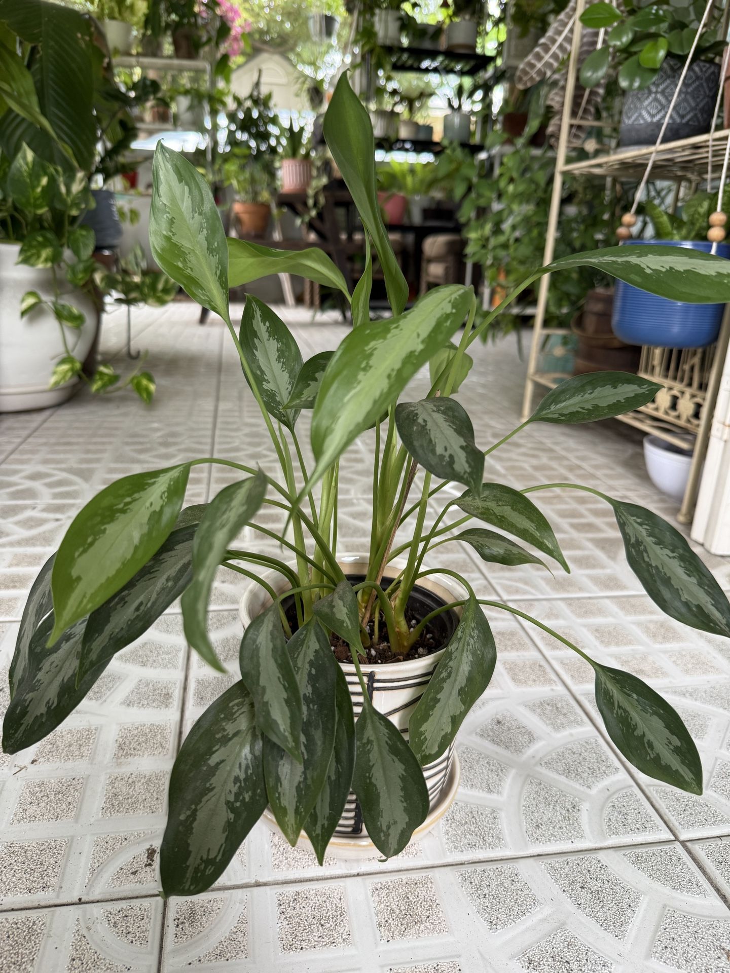 Chinese Evergreen Plant in Ceramic Pot