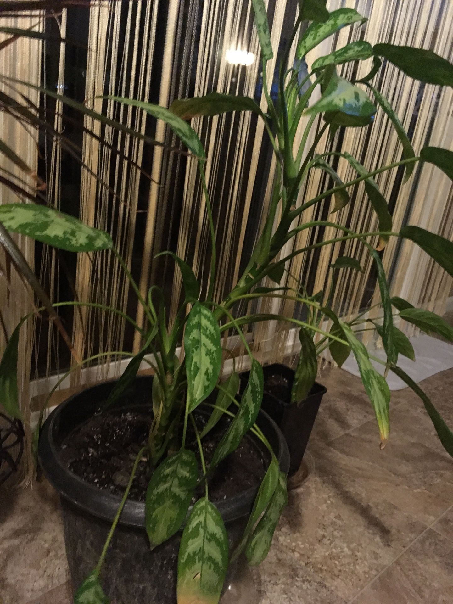 Indoor plant, size of the pot is 30 in