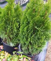 Emerald Green Arborvitae 