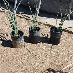 One Gallon Red Yacca Plants 