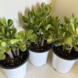 🌿Lucky Jade Or Gud Luck Plant ♥️