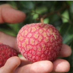 Emperor Lychee Dwarf Trees In 3gal Arboles De Lychee Enano Emperador 
