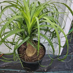 Pony Tail Live Plants 