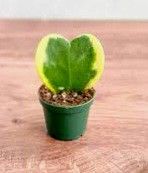 Hoya Kerrii Varigated 'Hoya Heart' Sweetheart Plant / House Plant/ Indoor Plant Flower Patio Garden