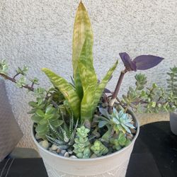 Succulents Plant Arrangement 