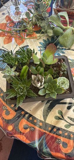 Succulent arrangement