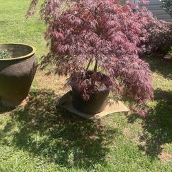 Red Dragon Weeping Japanese Maple Tree