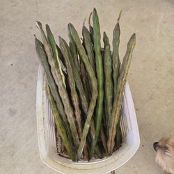 Fresh Cut Moringa Pods.