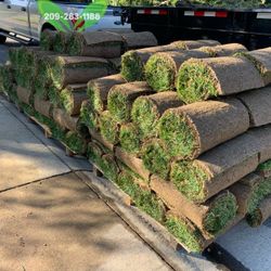 Best QUALITY Sod 