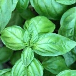 Organic Genovese Basil Bulk Pack Herb Seeds! 2026 SEASON EARLY RELEASE! 
