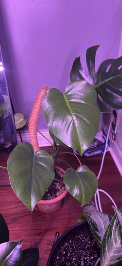 Monstera Deliciosa Potted Plants (2 Left)