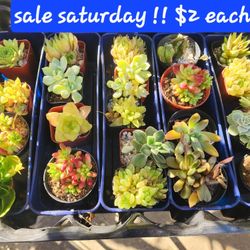 PLANT SALE TODAY SATURDAY FROM 1PM TO 5PM  SAN LORENZO