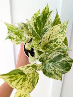 Pothos Marble Queen Plant 4" Pot - Indoor House Plants