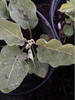 Green eggplant