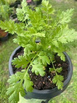 Feverfew Herb Plant 🌱