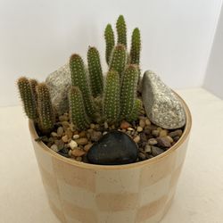 Cactus Arrangement Live Healthy Plants 
