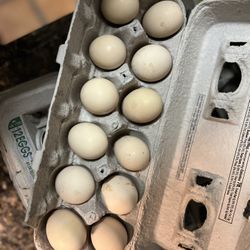Silkie fertilized hatching eggs