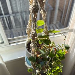Macrame Plant Hanger