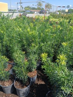 Podocarpus privacy hedges on sale now $19